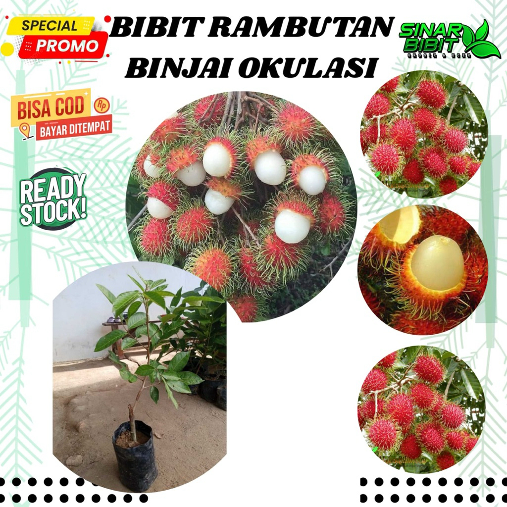 bibit rambutan binjai unggulan