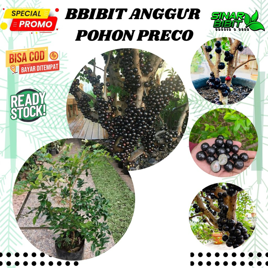 bibit anggur pohon jenis preco