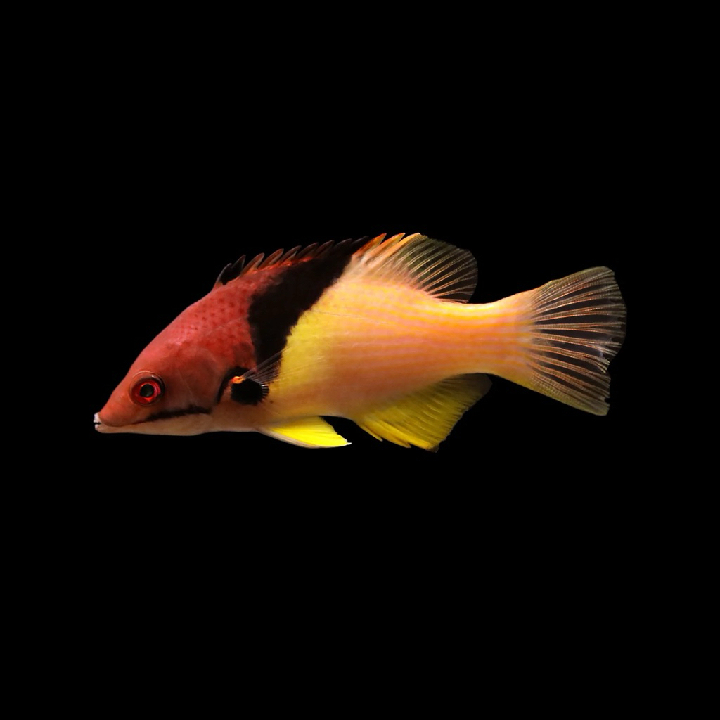 ikan hias laut hogfish biasa / coral hogfish