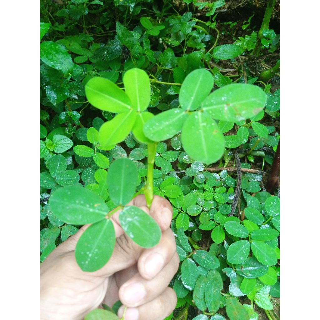 Bibit tanam Landep atau kacang kacangan untuk tanaman hias depan rumah 10pohon