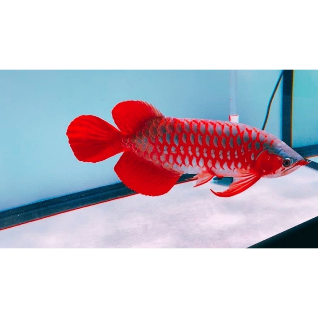 (Seafood) Arwana Super Red Suaid 15cm Real Instan / Kirim