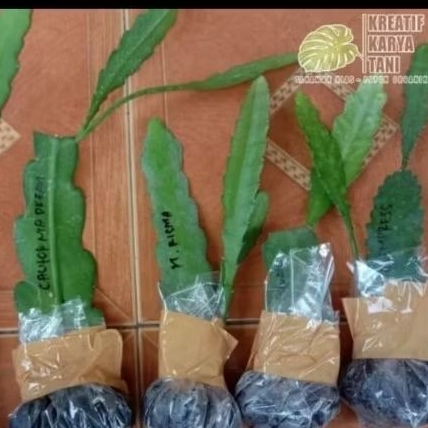 PROMO Paket 4 Bunga Wijaya Kusuma / Tanaman Hias Wijaya Kusuma paket 4