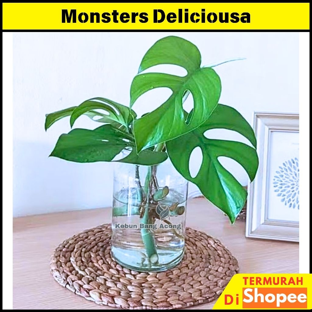 ( BISA COD ) PROMO Tanaman Hias Indoor Yg Hidup Di Air Bunga Hias Hidup Tanaman Air Bisa Indoor Dan 