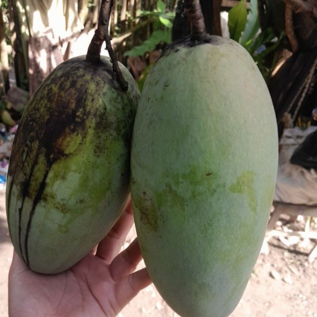 Buah rujak lengkap dan segar