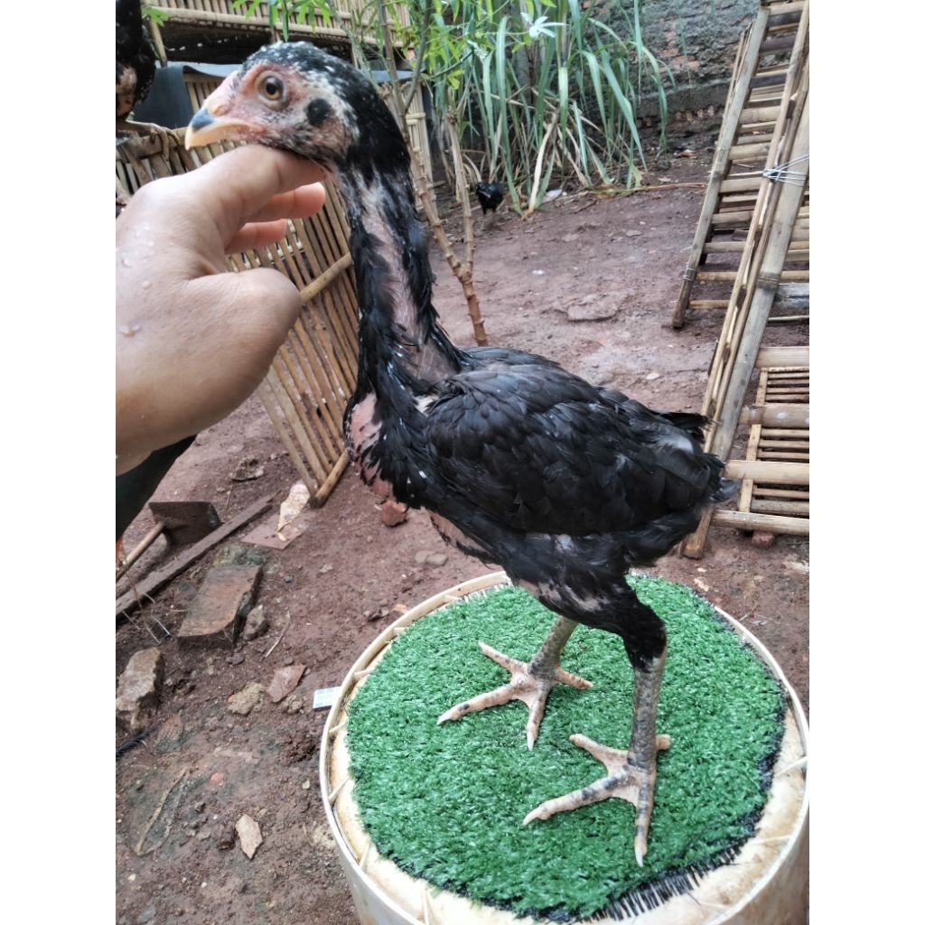 Anakan ayam Pakhoy blackbull brakot