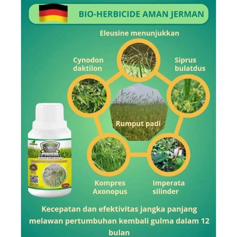 KILGRAS PANDA RACUN RUMPUT PEMBUNUH RUMPUT 1LITER