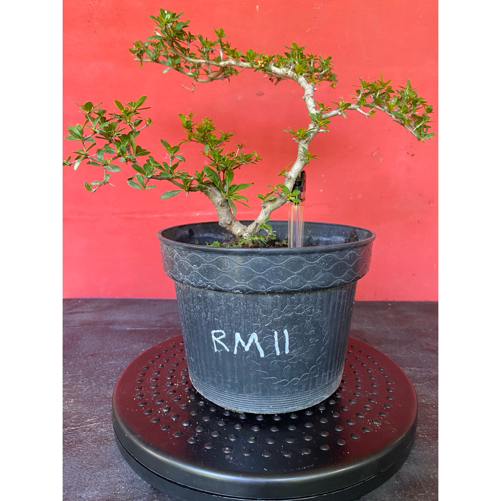 Bahan Bonsai Black Olive