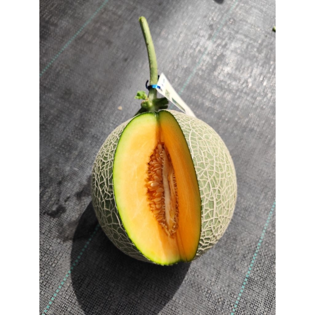 Benih Melon Jepang Asahi