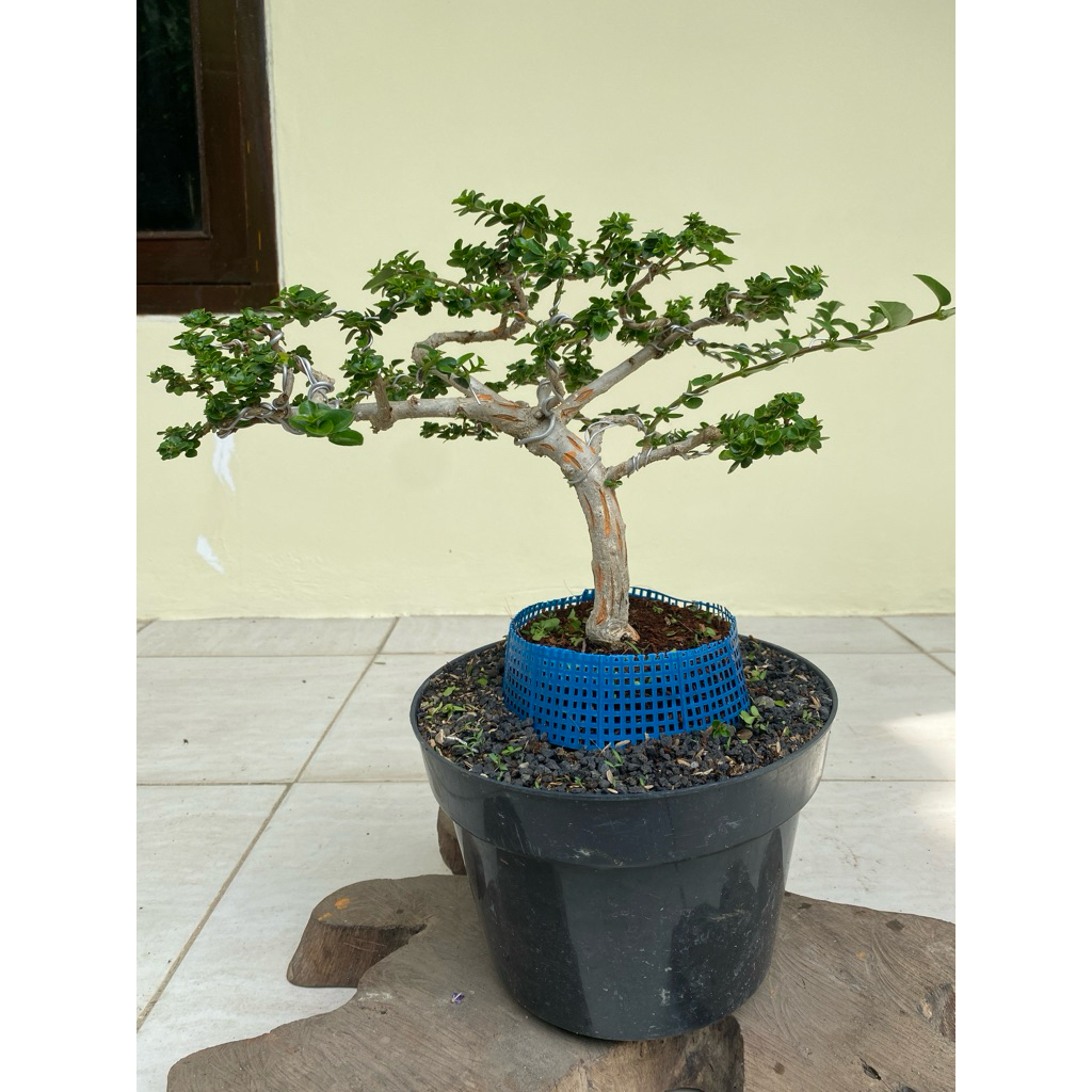 bonsai sancang real pict