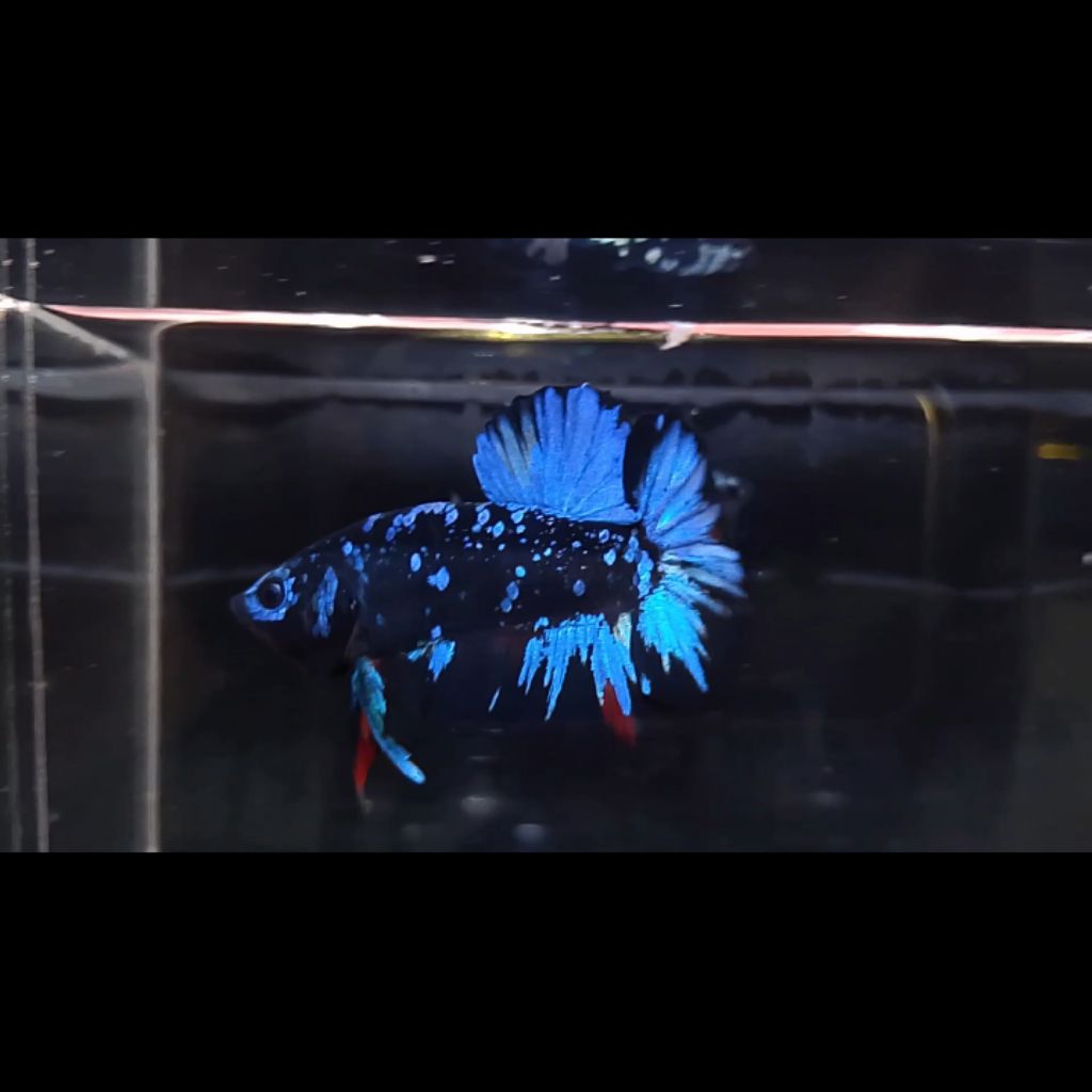 Avatar nebula (sesuai foto dan vidio)