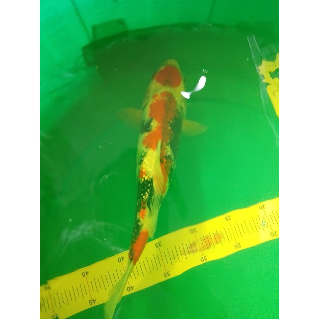 Ikan koi jenis Showa Ginrin 35cm high quality