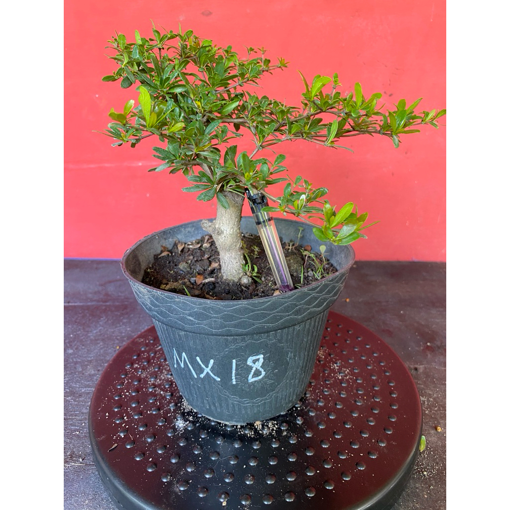 Bahan Bonsai Black Olive