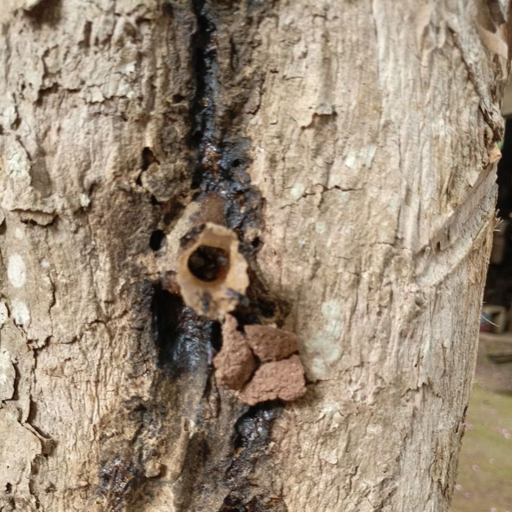 Koloni Klanceng Kelulut Itama Log ori Super