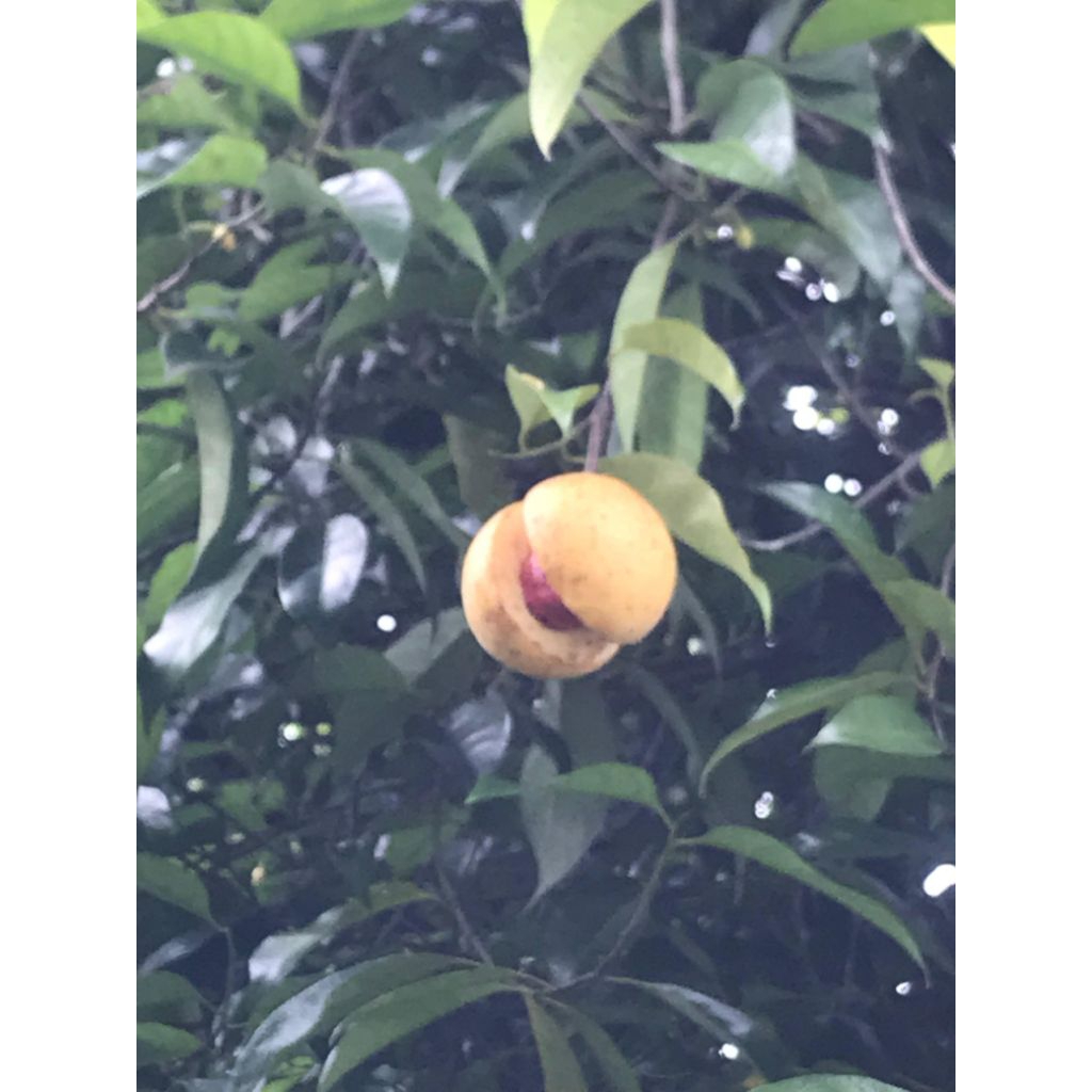 PALA SEGAR / buah pala segar