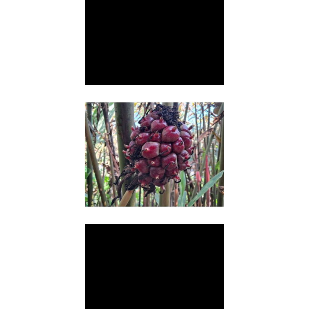 buah honje segar , honje fresh