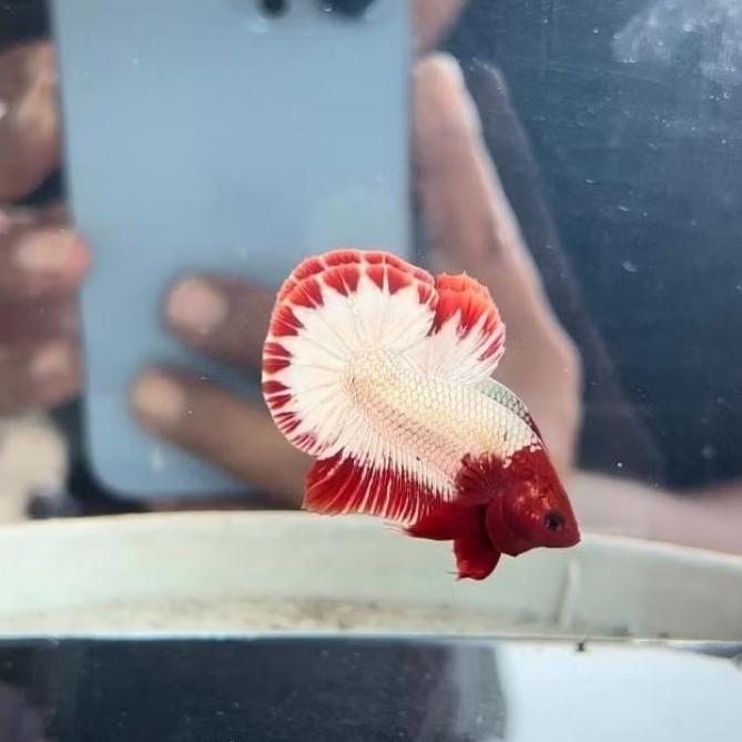 Plakat Male Fancy Coopper FCCP RED HEAD StarTail / PK FCCP Size M+