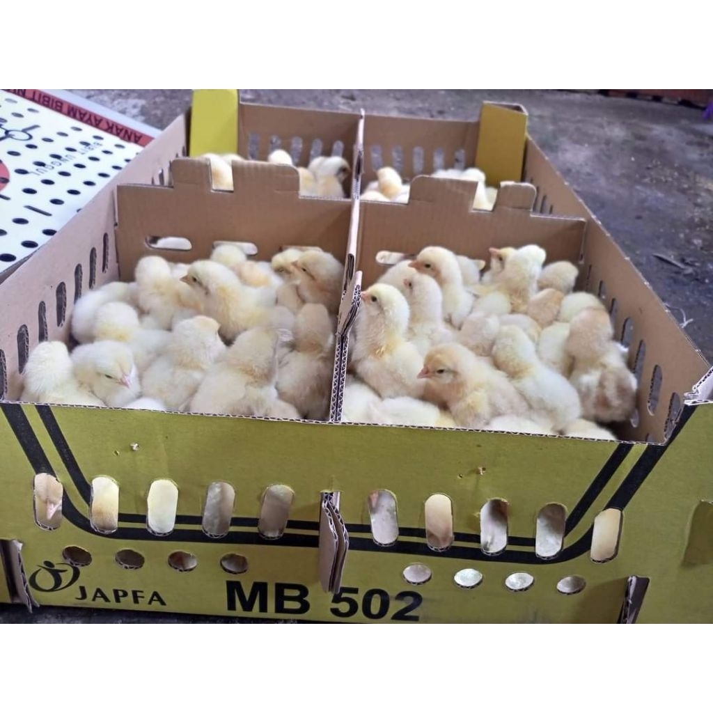 DOC Ayam Pejantan Super Ecer