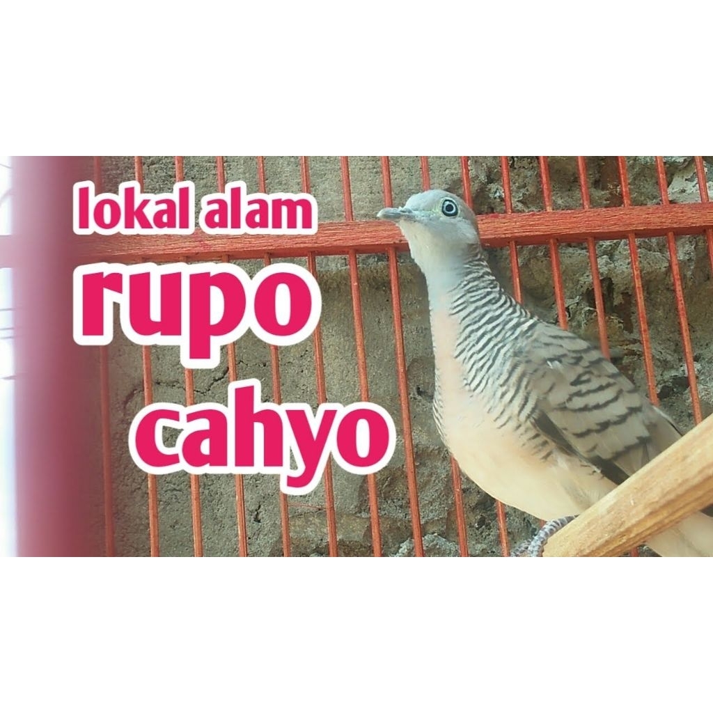 PERKUTUT KATURANGGAN RUPO CAHYO