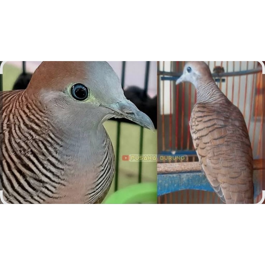 PERKUTUT KATURANGGAN UDAN MAS