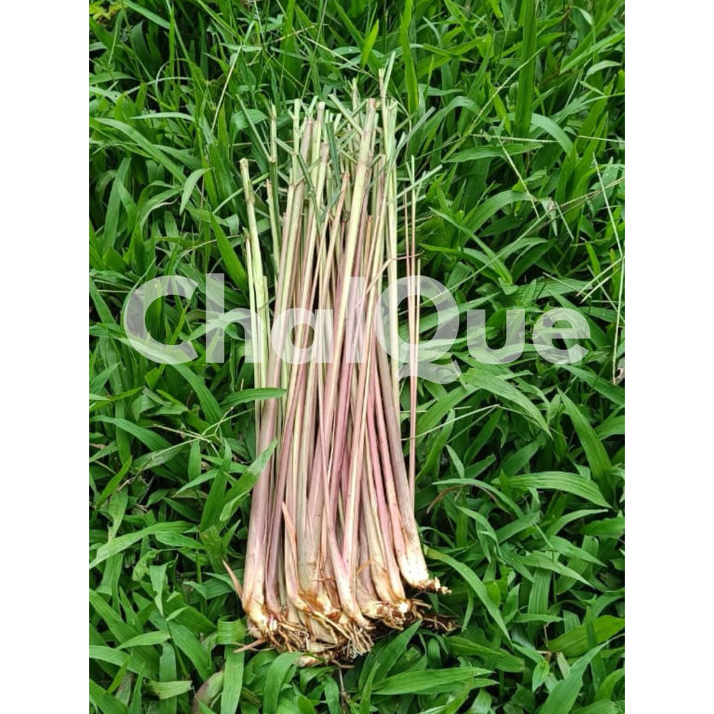 SERAI WANGI MERAH SEGAR 1KG