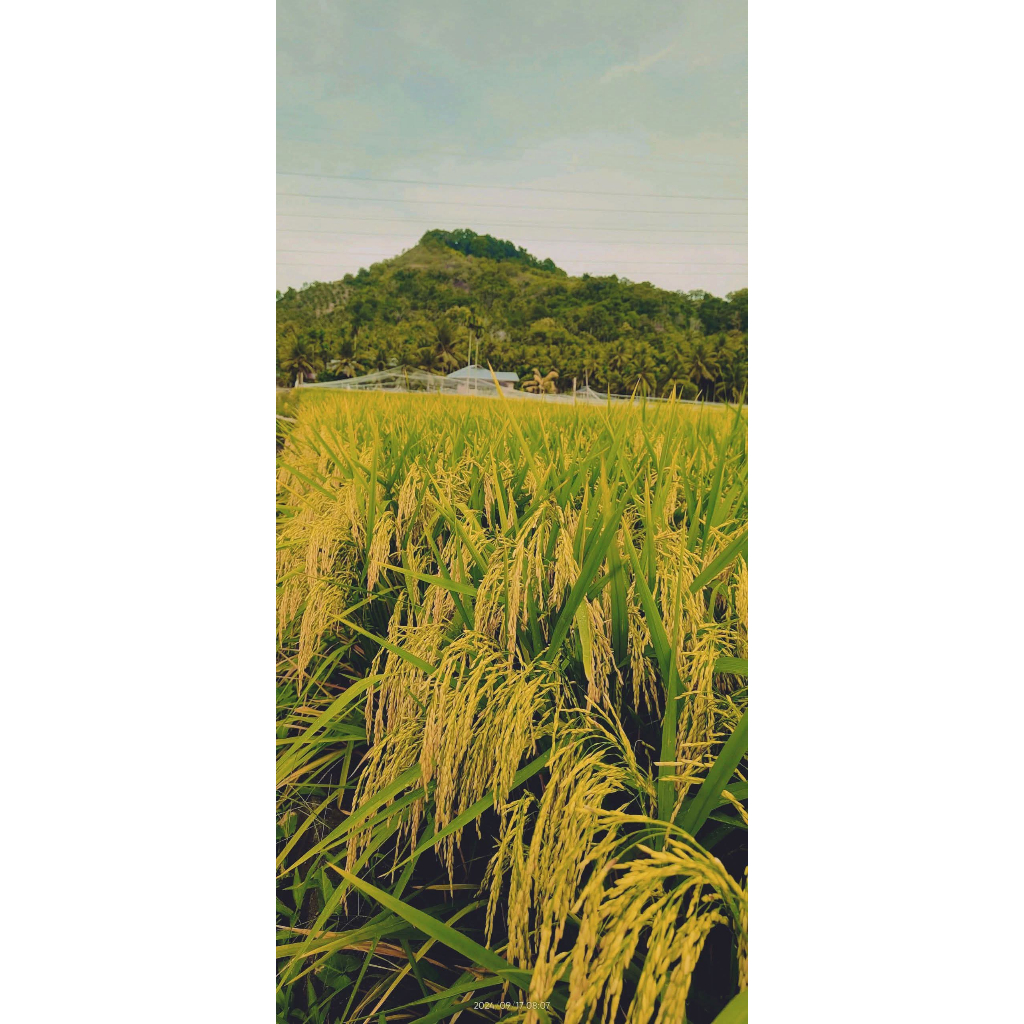 Benih Bibit padi mr337 original kualitas super #padi #viral