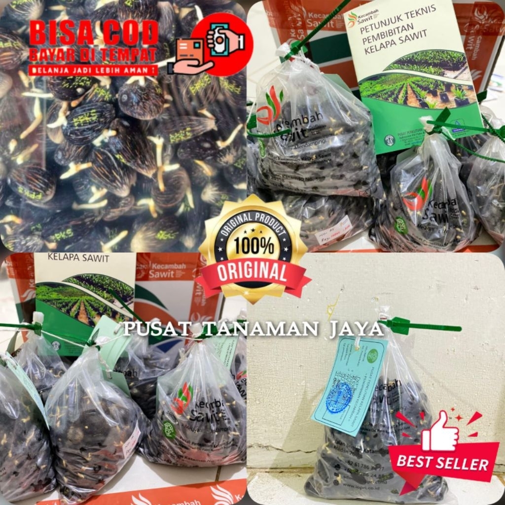 kecambah sawit unggul DxP PPKS YANGAMBI