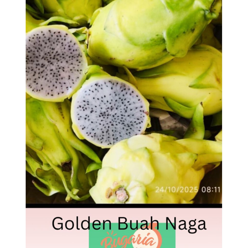 Golden Buah Naga. 30.000/kg.