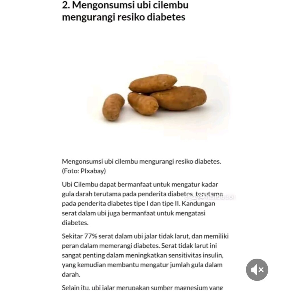 ubi Cilembu/ ubi madu / ubi madu Cilembu
