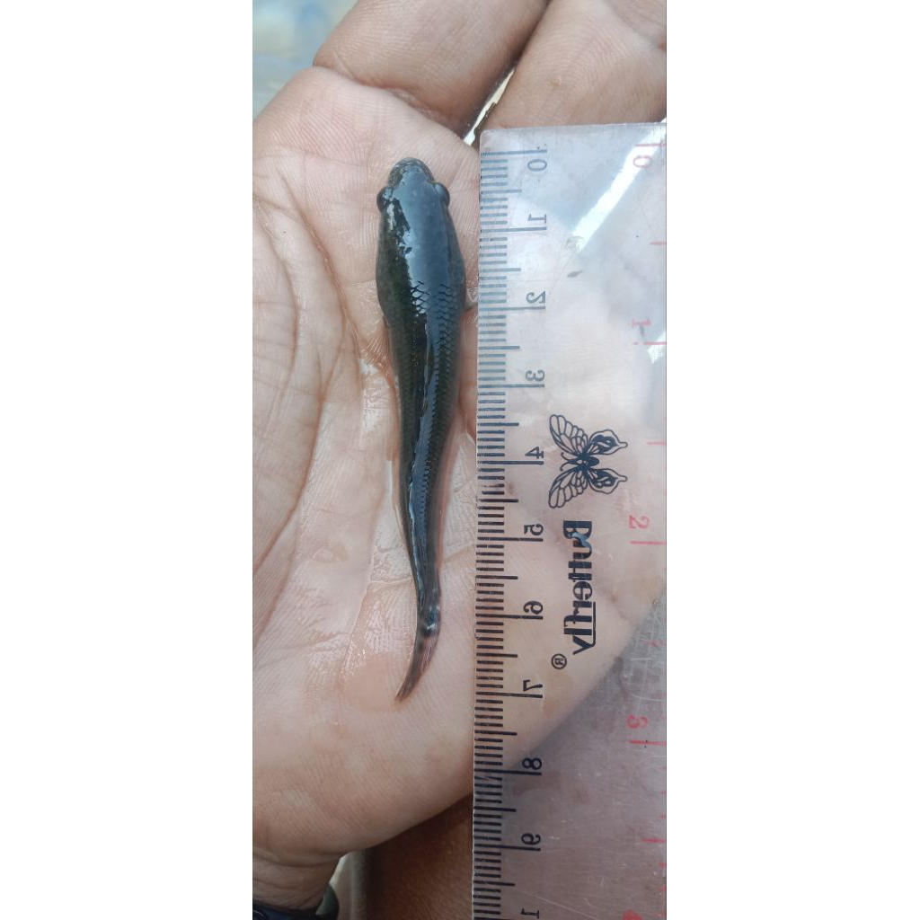 Bibit Ikan Gabus Hidup 5–6 cm | Benih Gabus Sehat & Aktif | Siap Tebar Kolam / Tambak