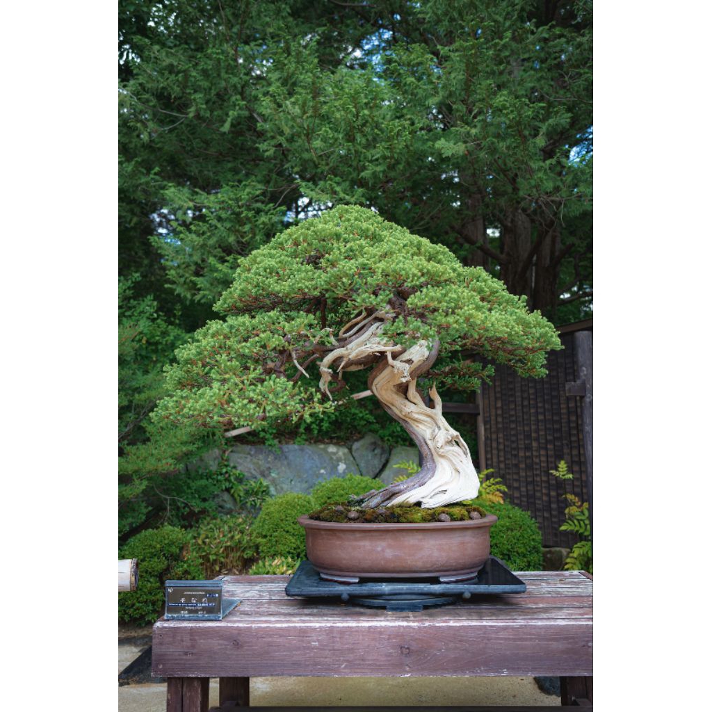 BONSAI ARABIKA