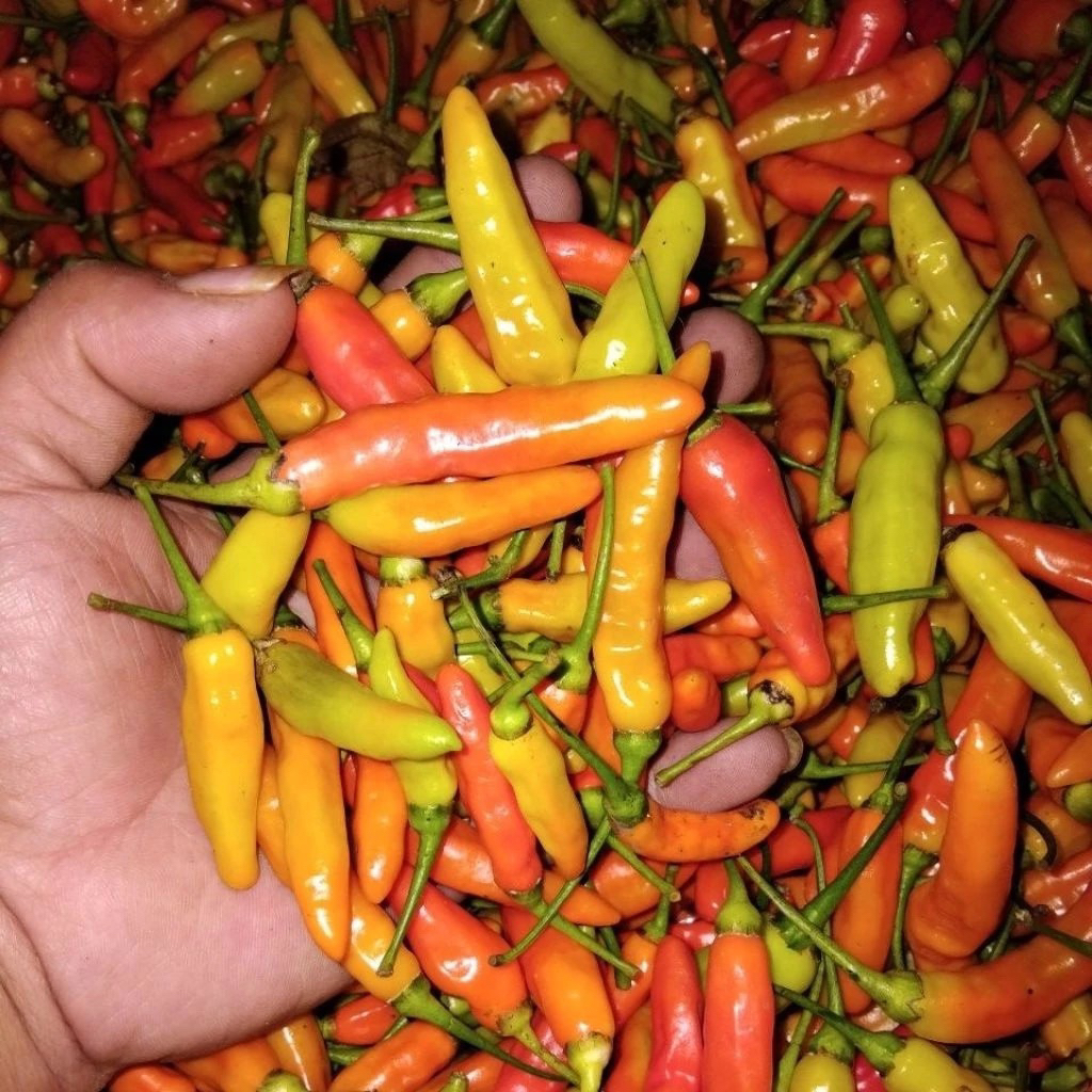 Cabe Rawit Merah 1kg | Cabe rawit Ori | Cabe rawit pedas | Lombok Rawit | Lombok kecil | Cabe kecil 