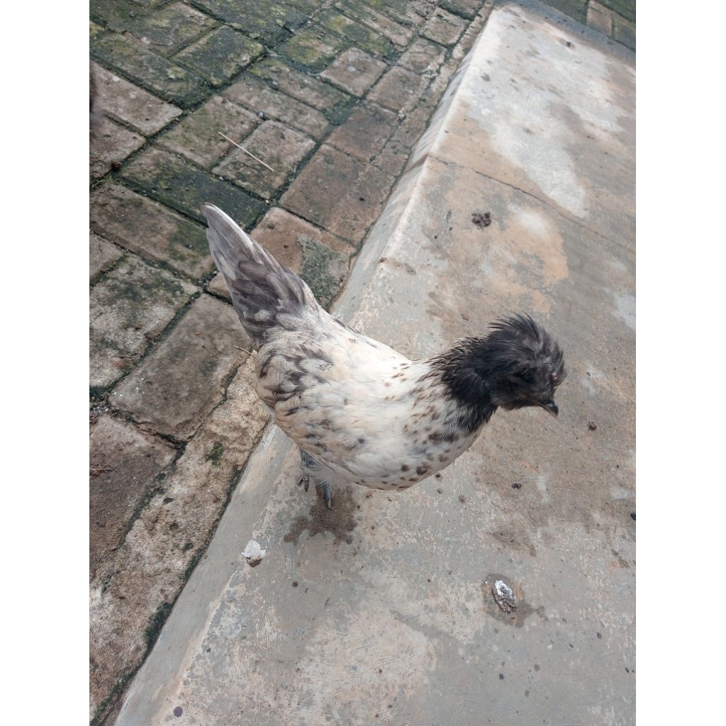 anak ayam Silangan Poland dan silkie