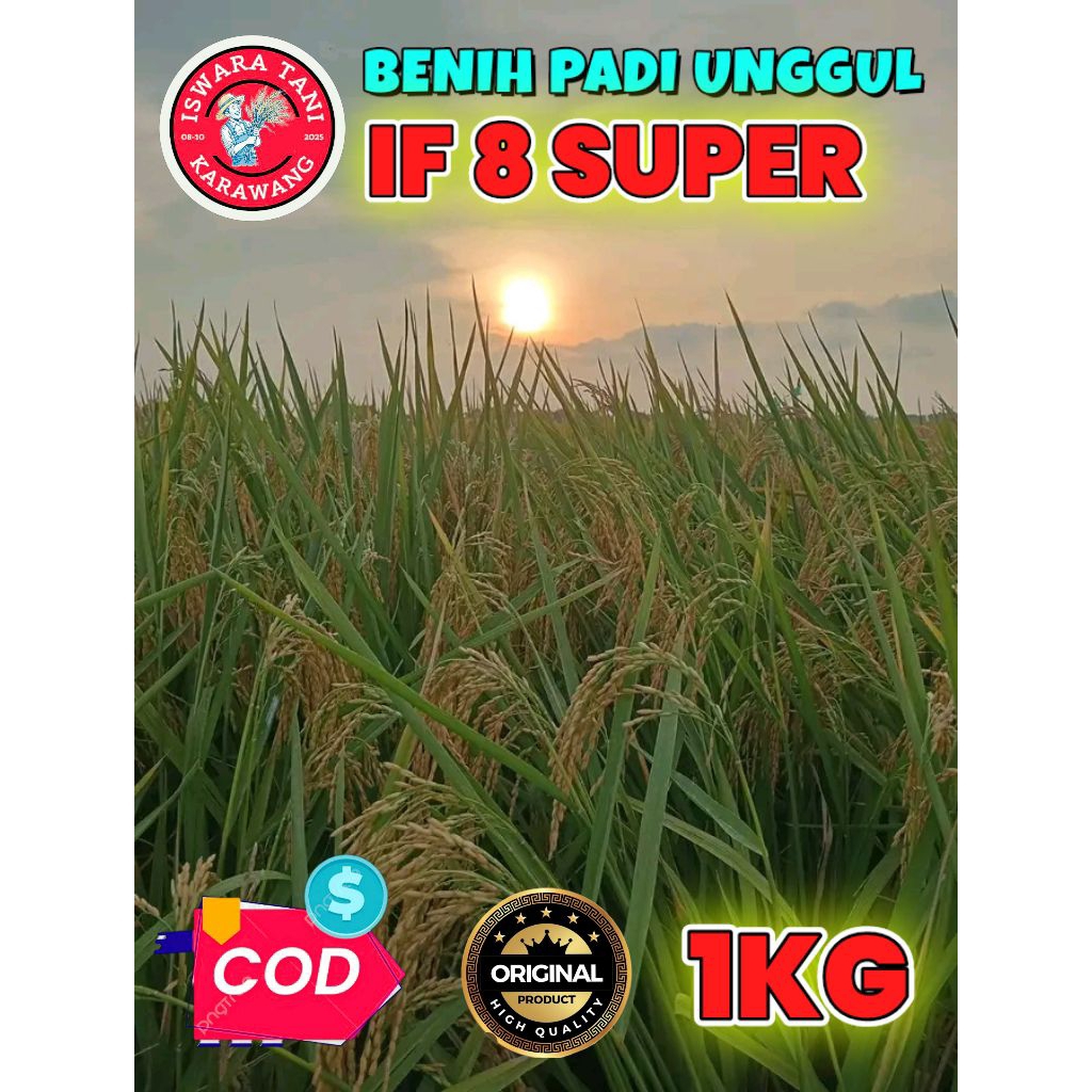 BENIH PADI UNGGUL BERKUALITAS IF 8 SUPER KEMASAN 1KG
