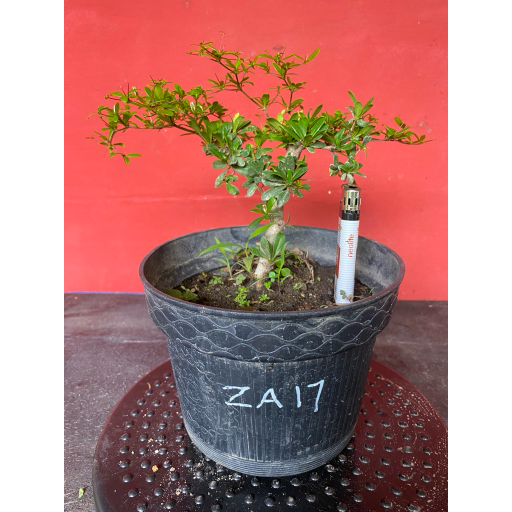Bahan Bonsai Black Olive ZA17