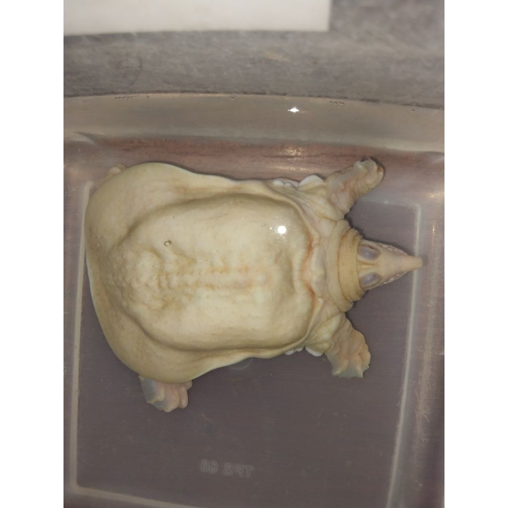 Albino Bulus Pelodiscus Ukuran Medium