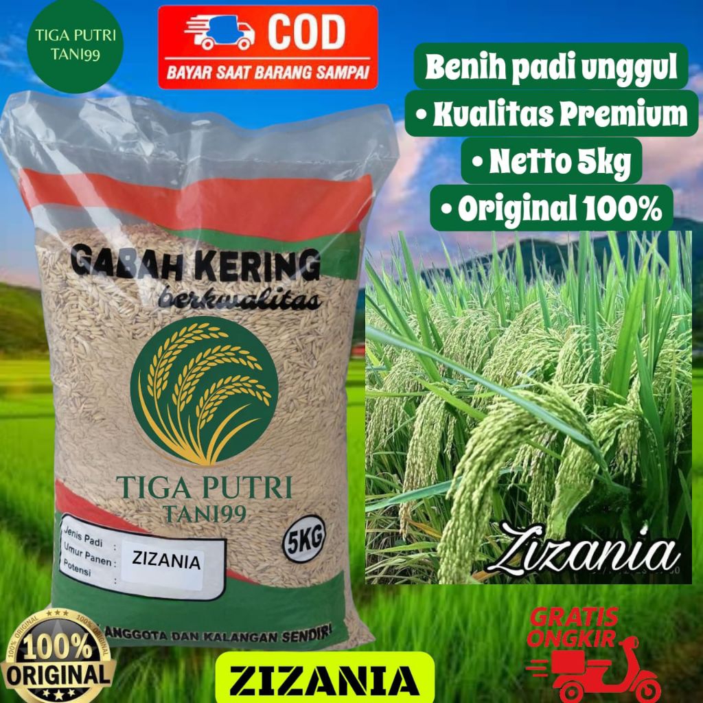 BIBIT PADI ZIZANIA SUPER UNGGUL