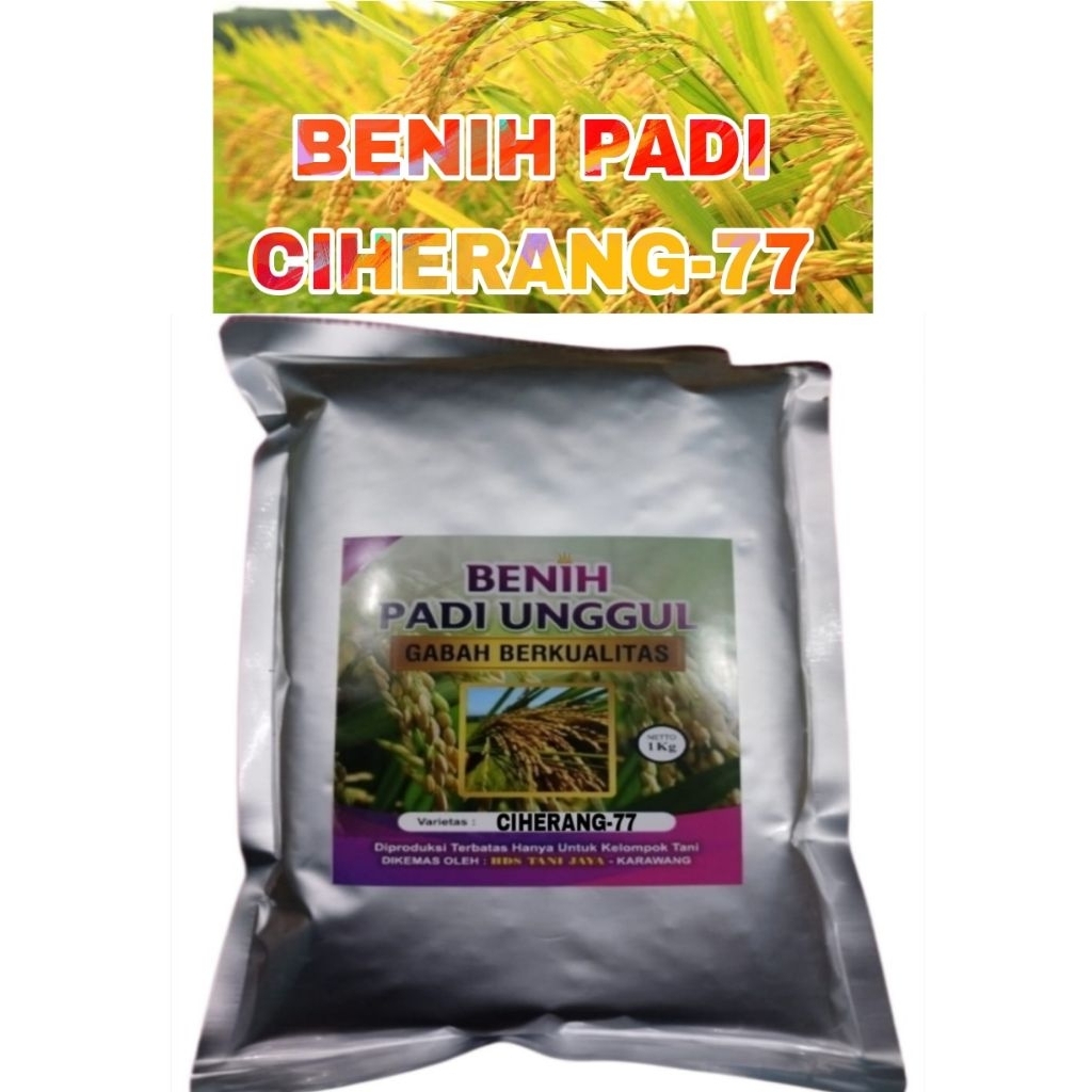 Benih padi 1kg CIHERANG-77 SUPER berkualitas unggul ORI LABEL PUTIH
