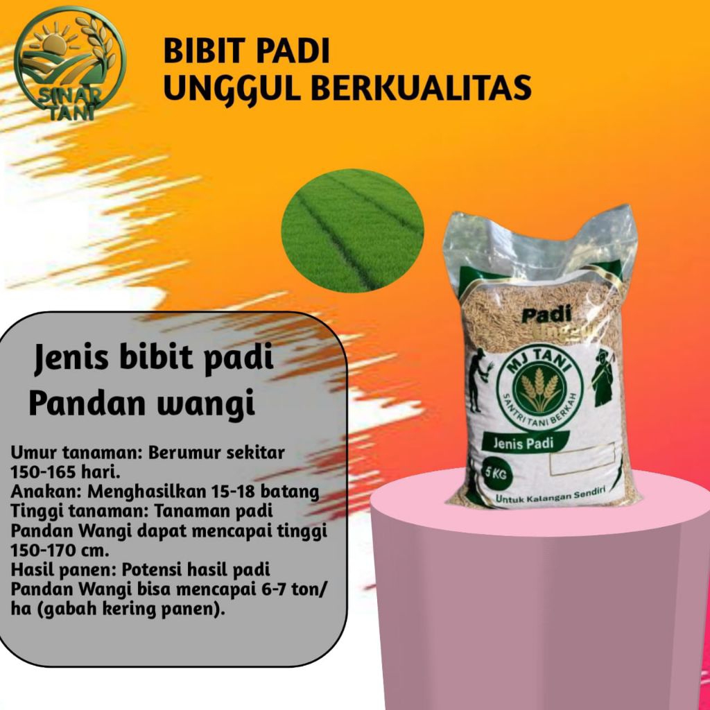 BIBIT PADI UNGUL PANDAN WANGI 5KG