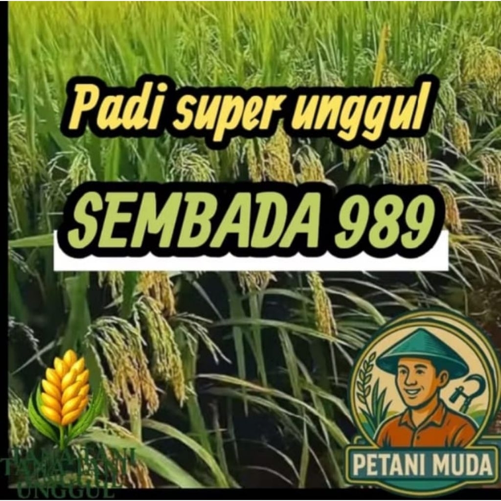 BENIH PADI SEMBADA 989 KEMASAN 1KG