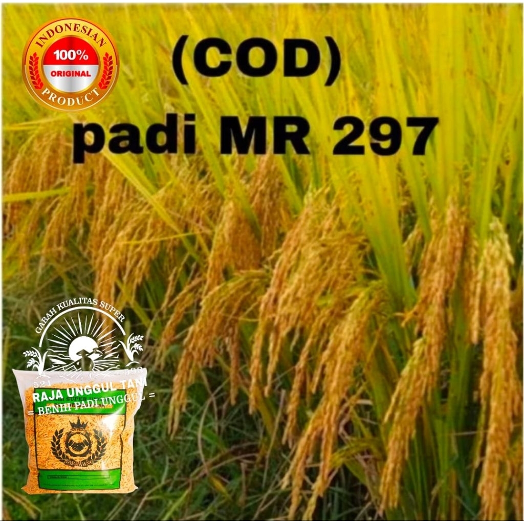 Benih bibit padi super 5kg Mr 297