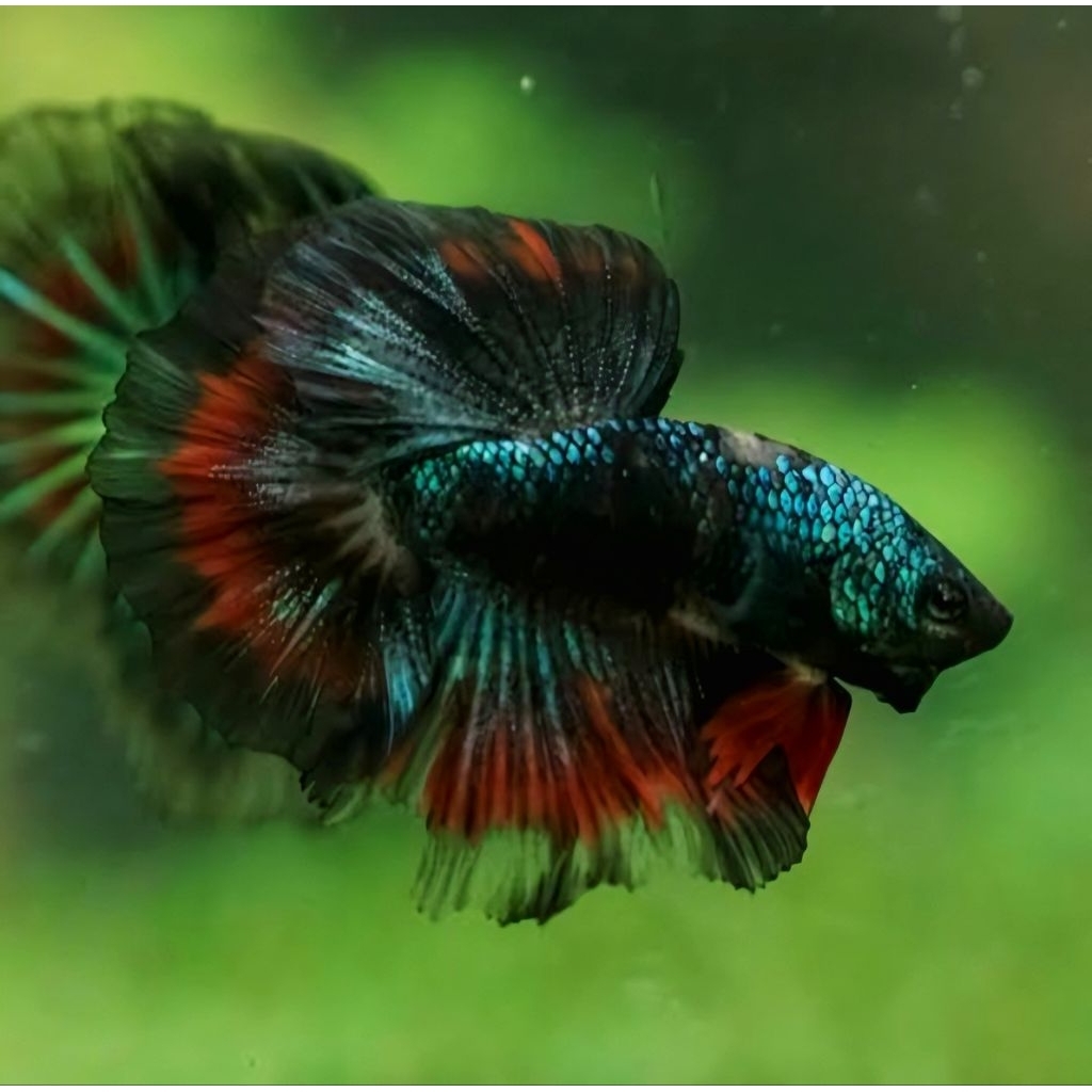 HIASAN AQUARIUM HM AVATAR TERBAIK