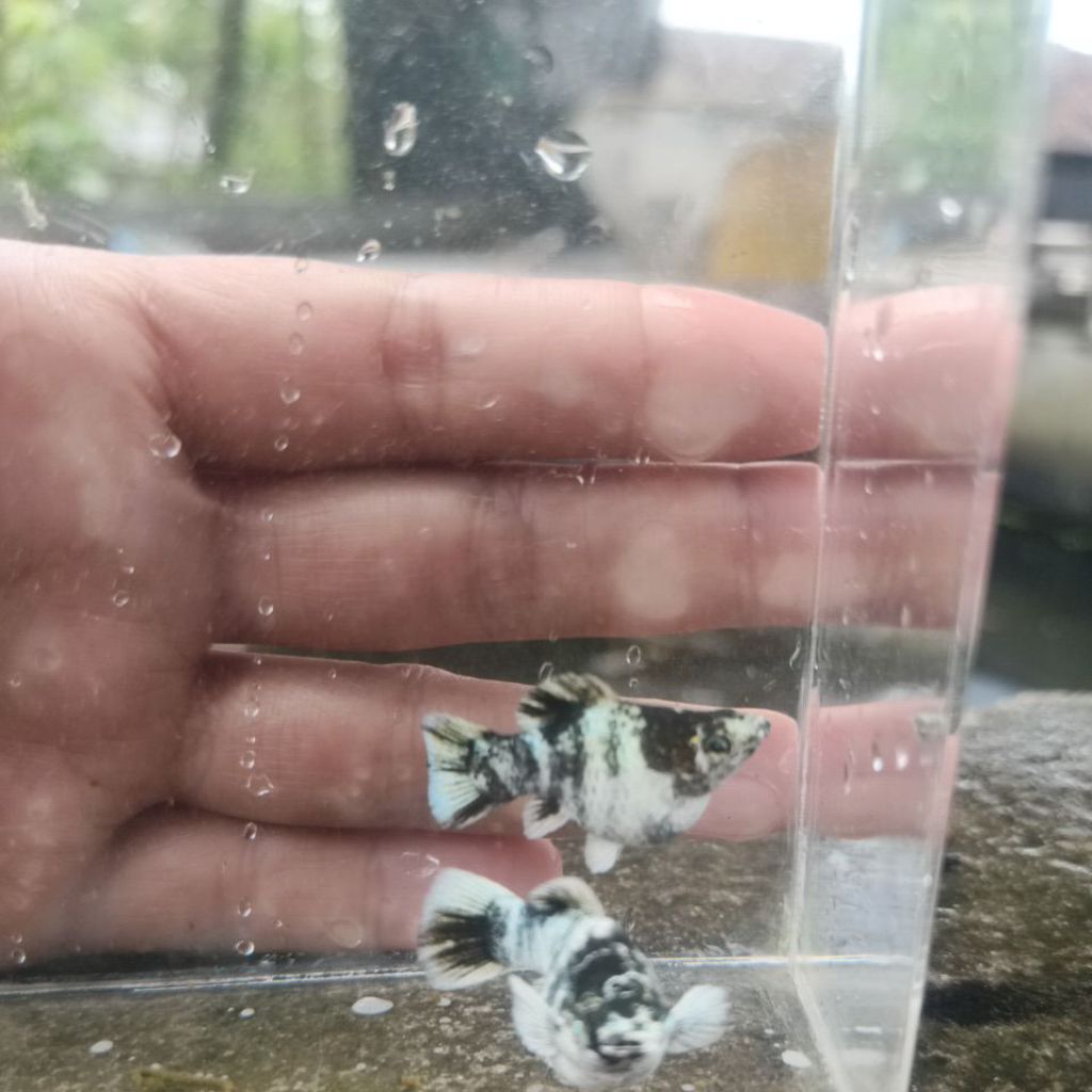 molly zebra roundtail