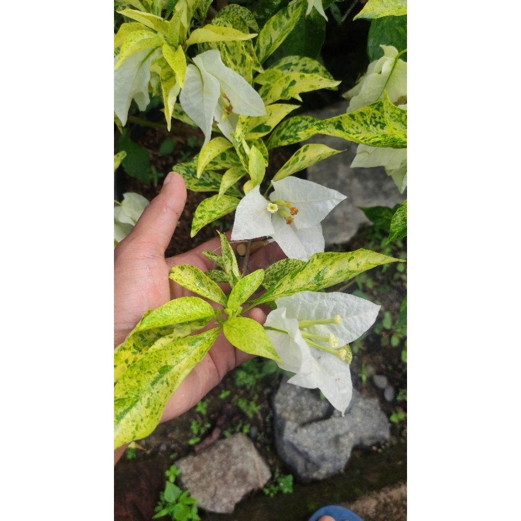 Bibit Bougenville Bangkok Putih Varigata