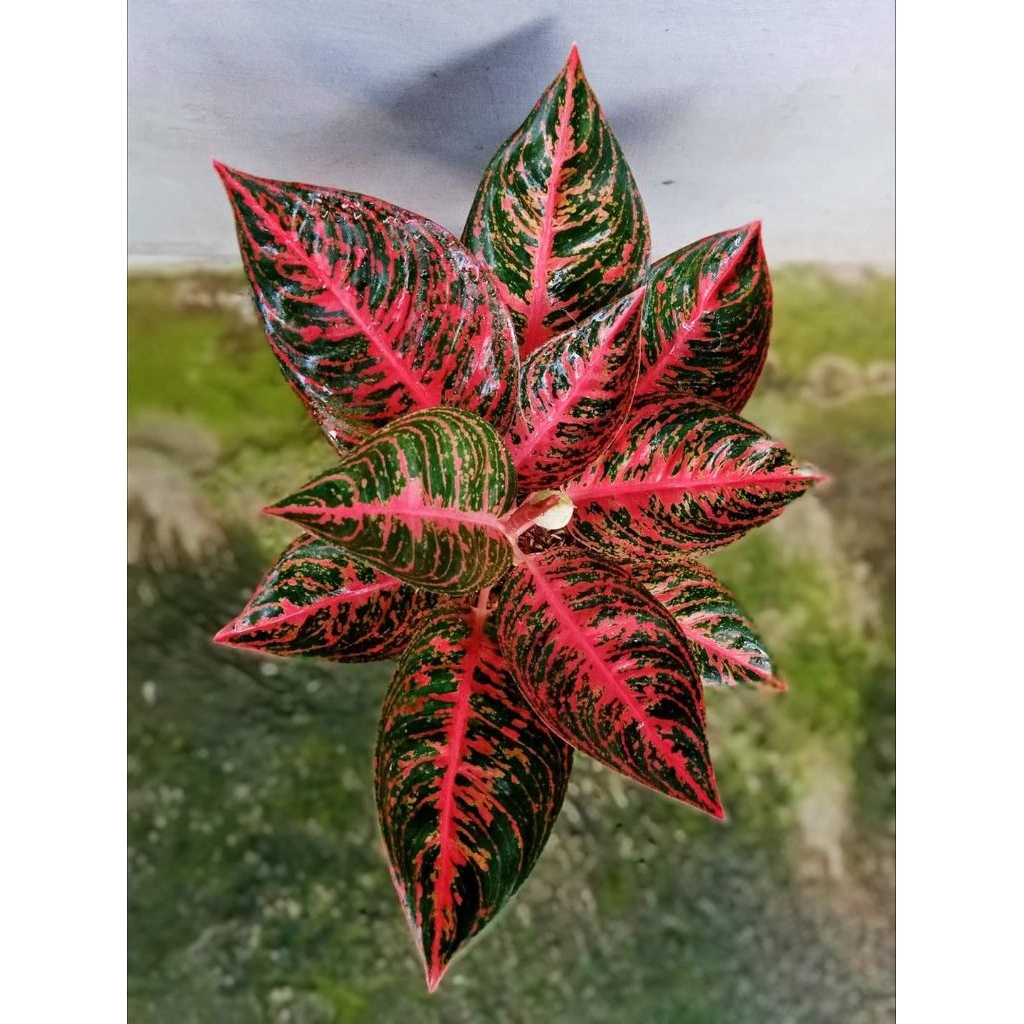 Aglonema Reanita Surya