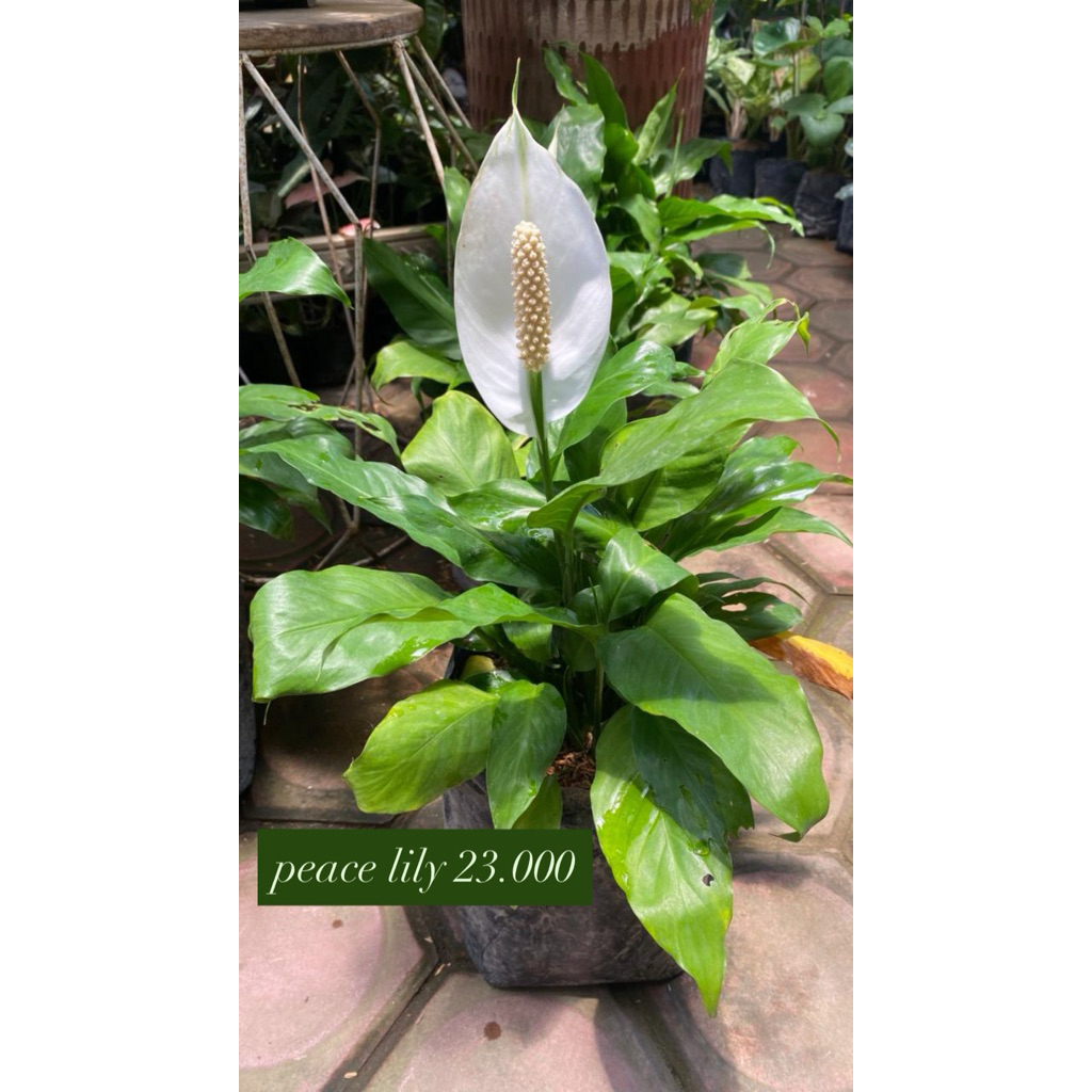 .by_nnine | Tanaman Peace Lily | Tanaman Hias | Peace Lily