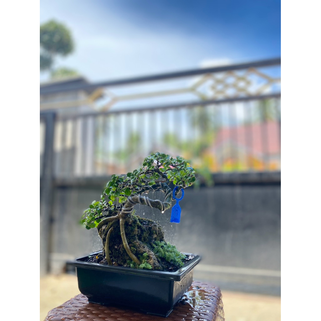 Bonsai siap pajang serut