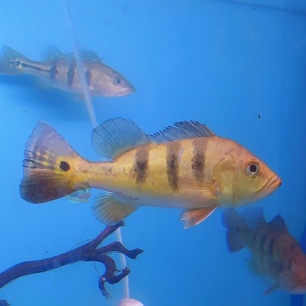 pbass mono azul pinima kelbery size 10 - 35cm peacockbass