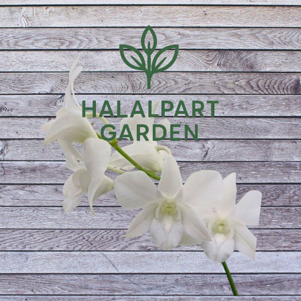 PROMO ANGGREK DENDROBIUM DEWASA/ BUNGA ANGGREK