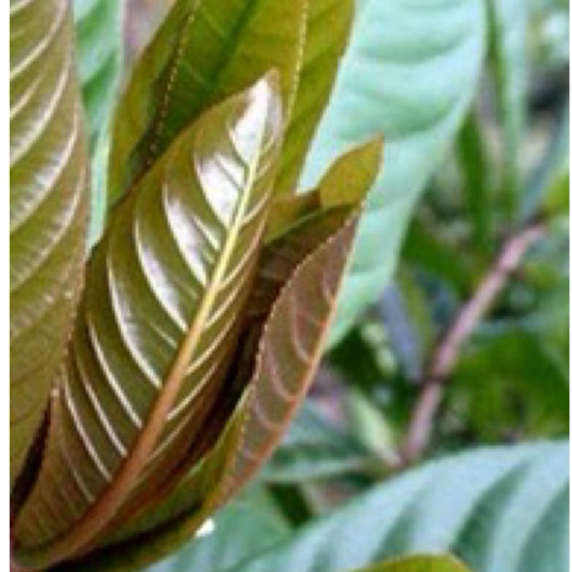 Lalapan daun pucuk putat segar 250 gram