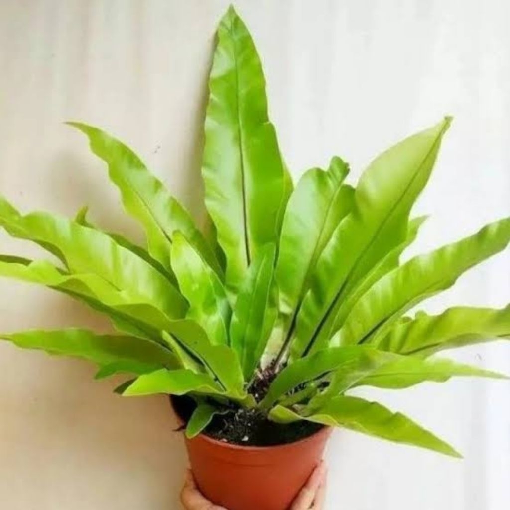 Tanaman hias kadaka tempel - Kadaka sarang burung - Tanaman hias kadaka sarang burung